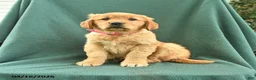 Golden Retriever dogs for sale: Riva - Ad 1