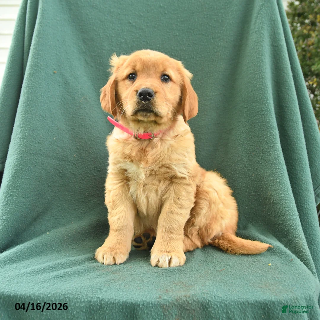 Golden Retriever dogs for sale: Riva - Ad 1