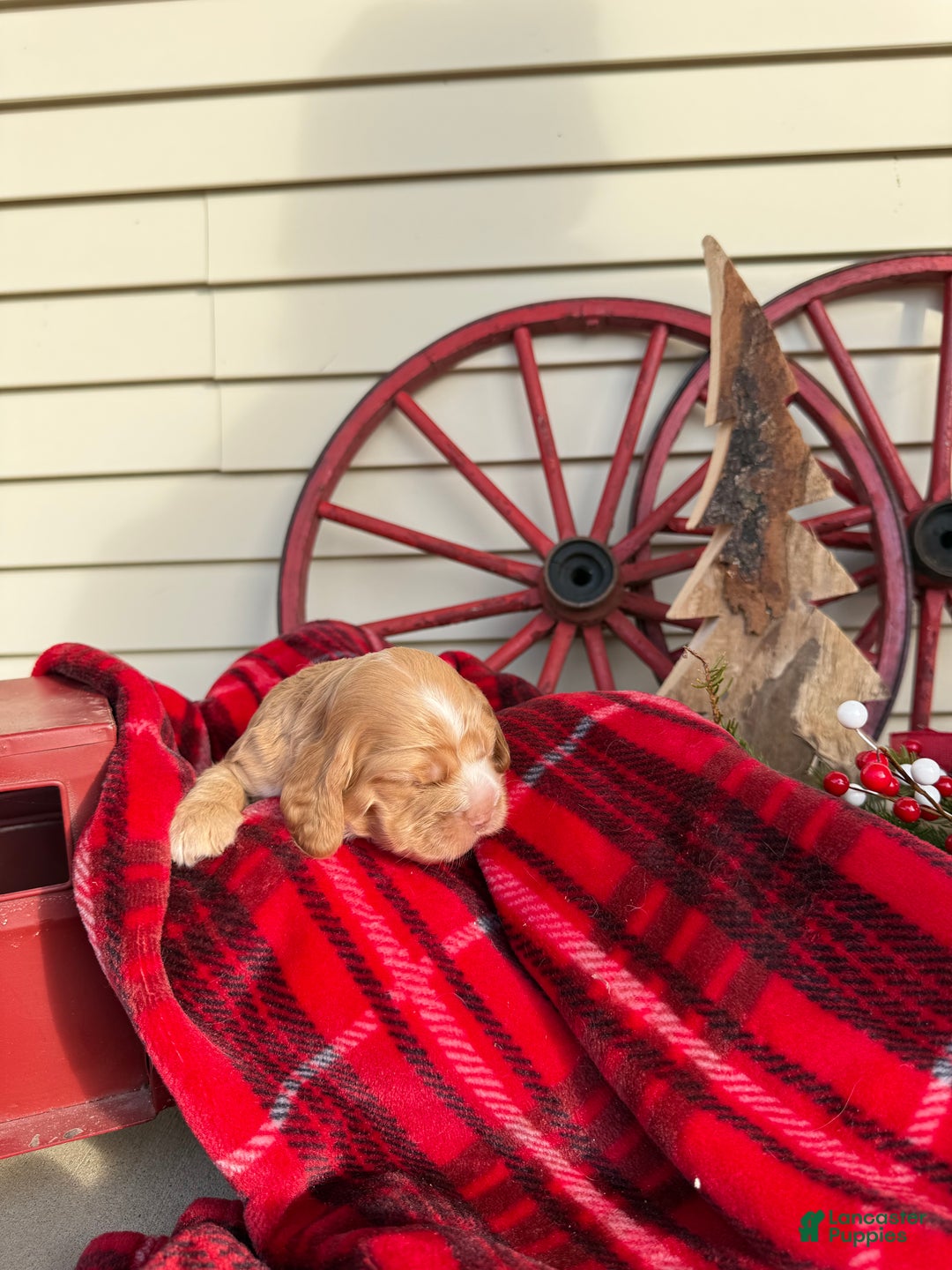 Cocker Spaniel dogs for sale: Adeline - Ad 1