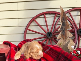 Cocker Spaniel dogs Adeline - Ad 14