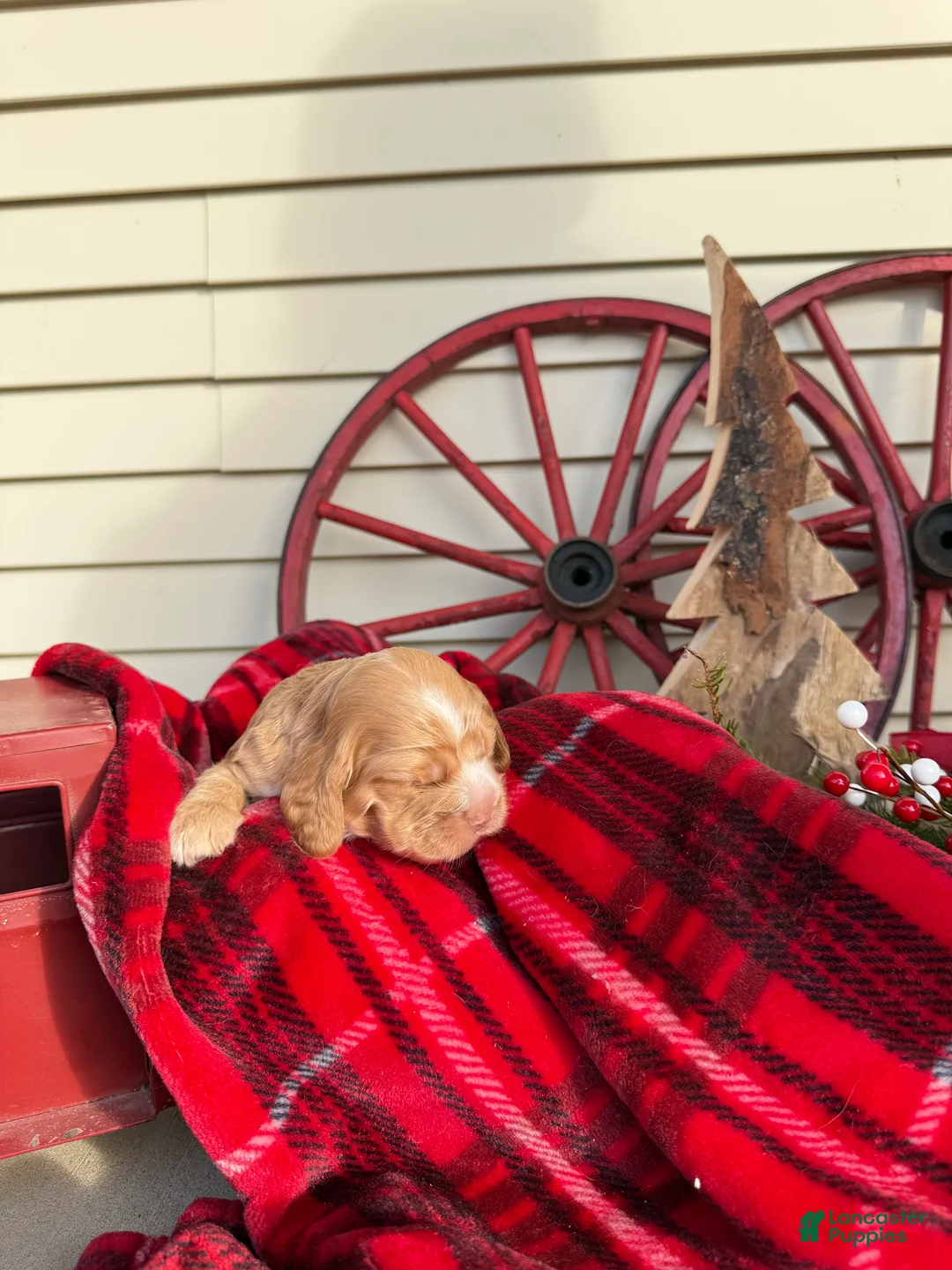 Cocker Spaniel dogs for sale: Adeline - Ad 3