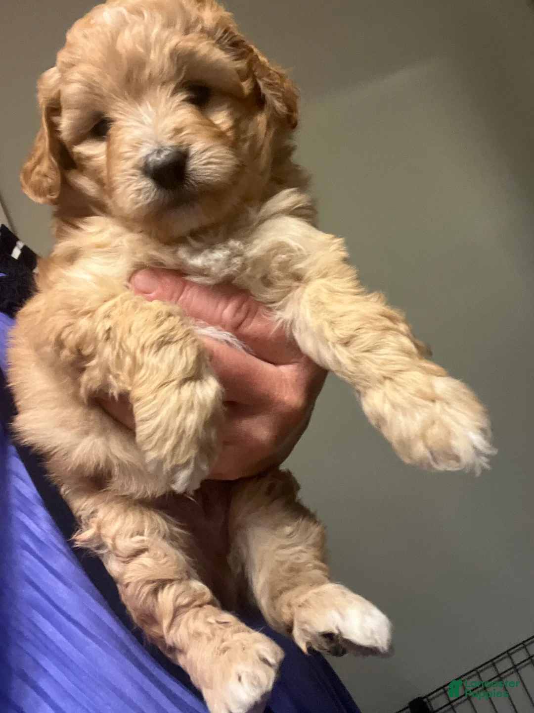Mini Bernedoodle dogs for sale: Mini Bernedoodle 1 - Ad 2
