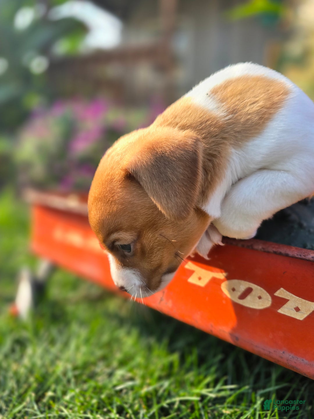 Jack Russell Terrier dogs for sale: Max - Ad 9