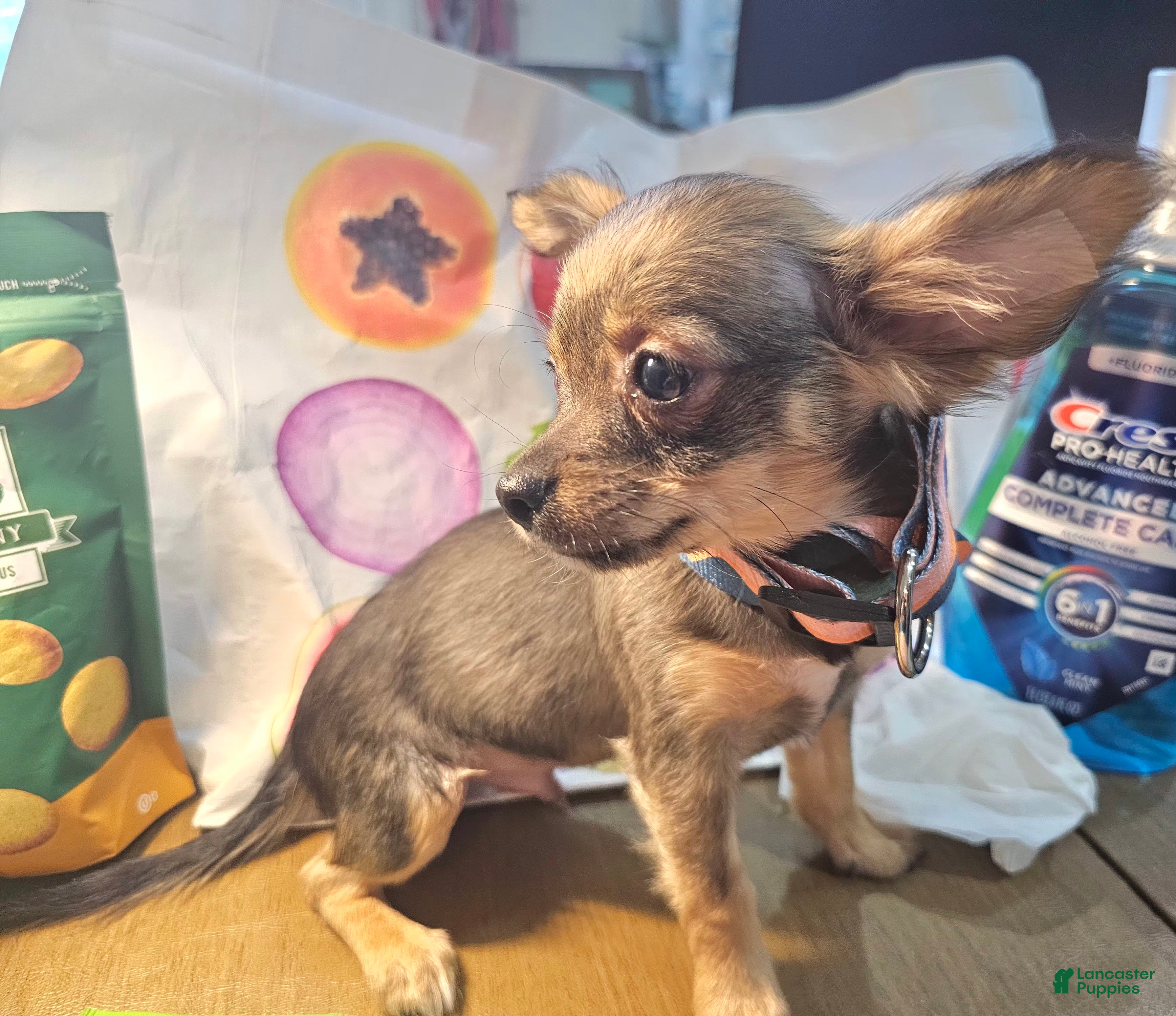 Chihuahua dogs Goober LH [small M] - Ad 4