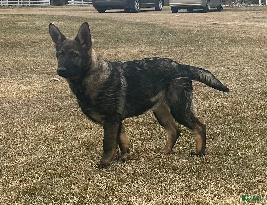 German Shepherd dogs Dixie - Ad 1