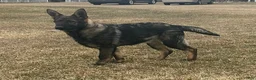 German Shepherd dogs for sale: Dixie - Ad 1