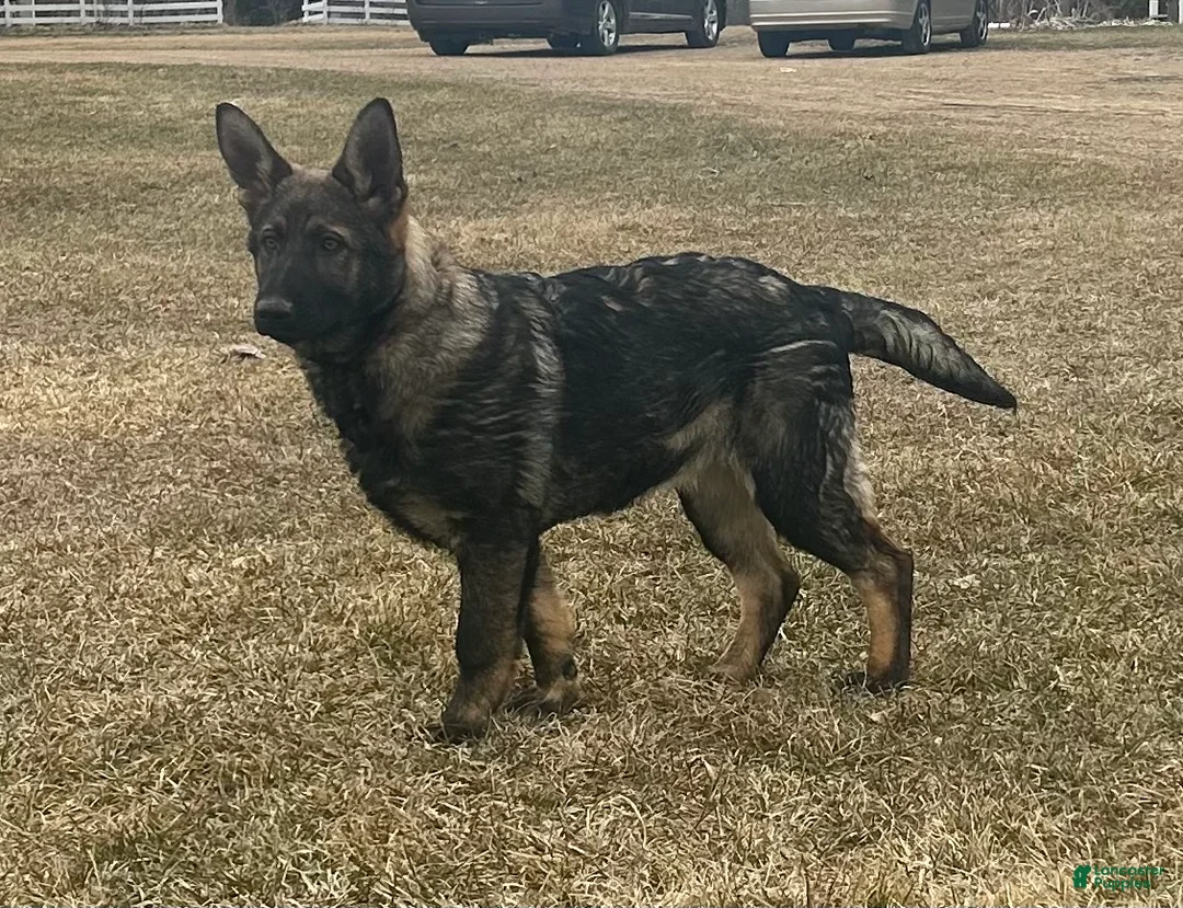 German Shepherd dogs for sale: Dixie - Ad 1