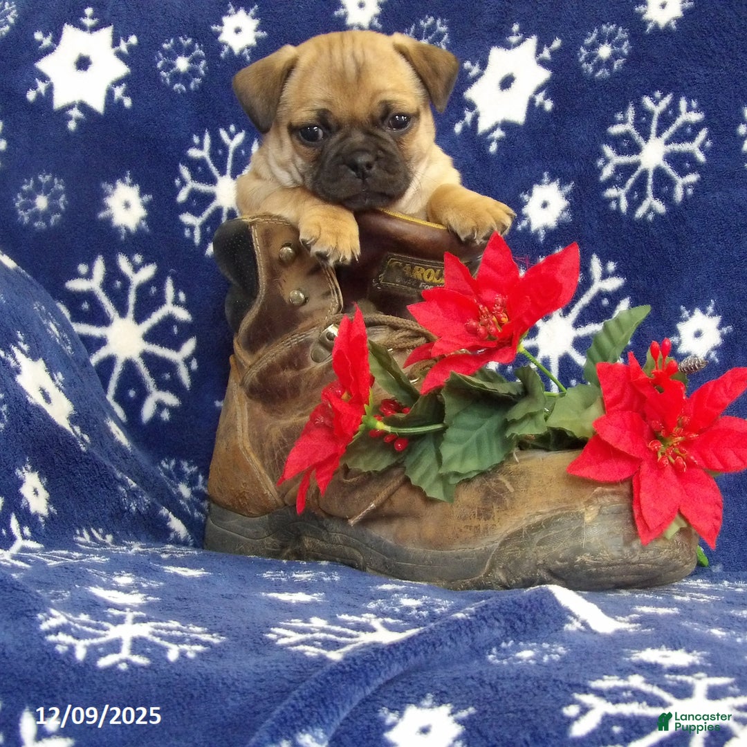 Jug dogs for sale: Mya - Ad 2