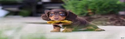 Miniature Dachshund dogs for sale: Lennon - Ad 3