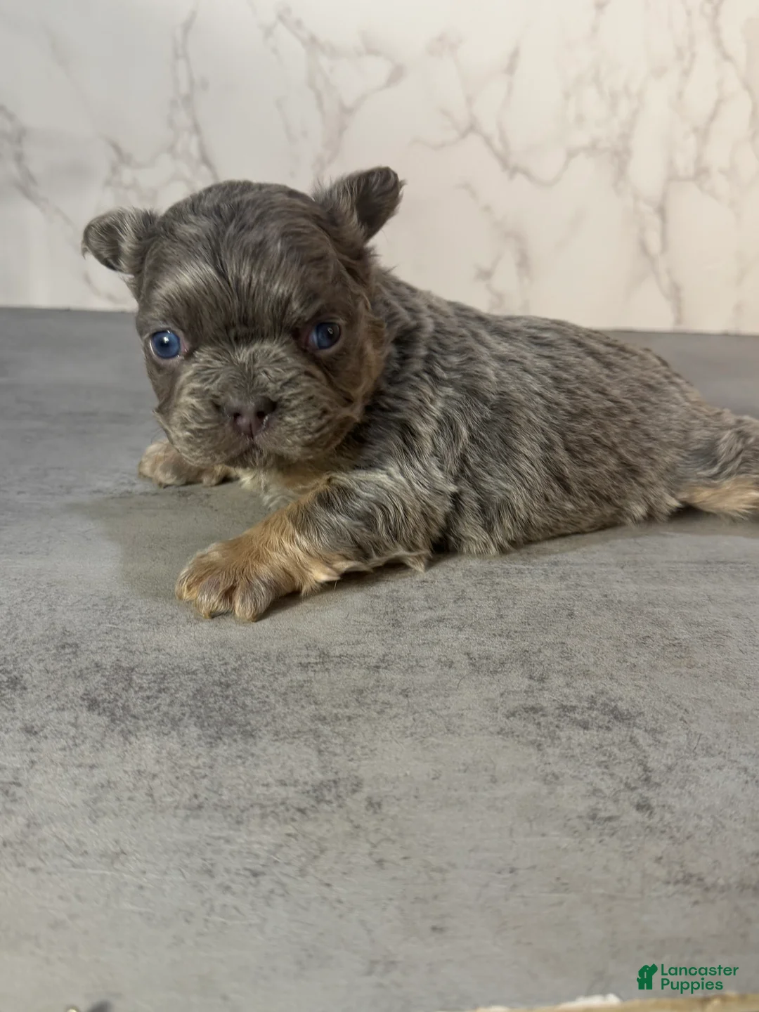 French Bulldog dogs for sale: RAE - Ad 4