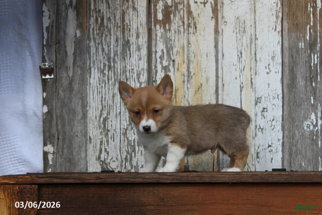 Welsh Corgi Pembroke dogs for sale: Rascal - Ad 8