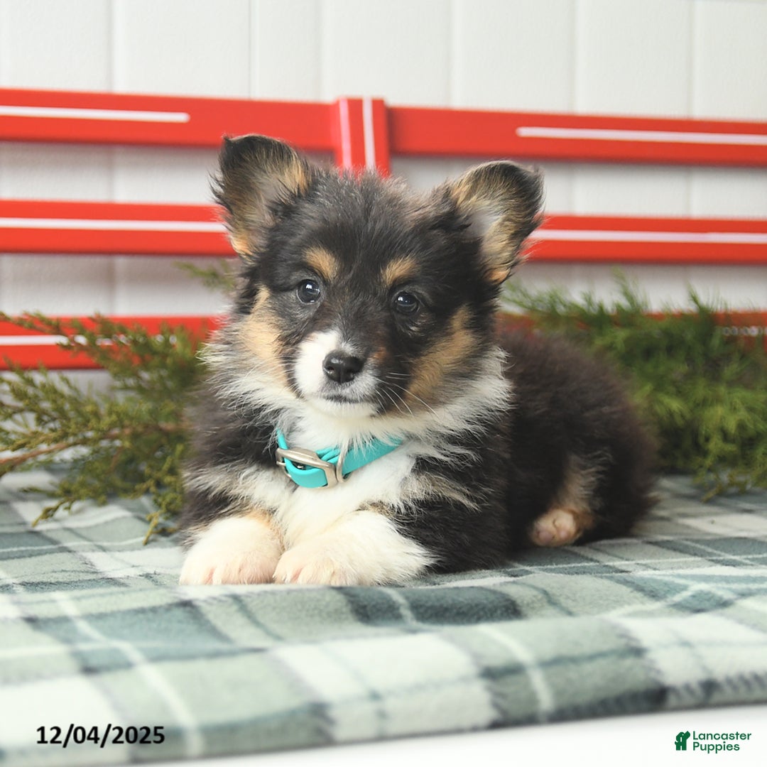 Welsh Corgi Pembroke dogs for sale: Fluffy Laffy Taffy - Ad 4