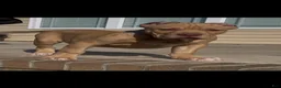 American Bully dogs for stud: Big Suge  - Ad 3