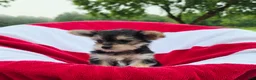 Yorkshire Terrier dogs for sale: Daisy - Ad 8