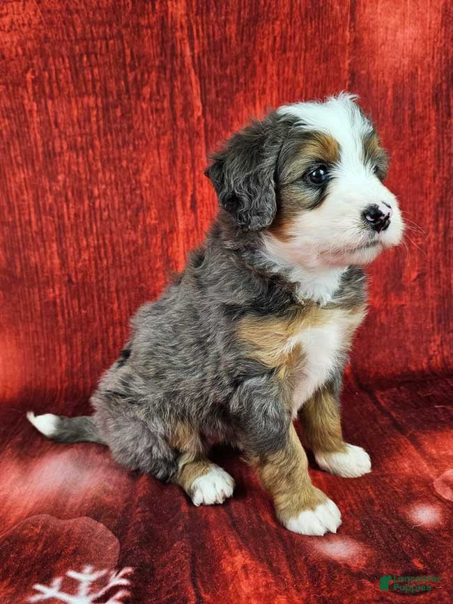 Mini Bernedoodle dogs Brinley - Ad 2