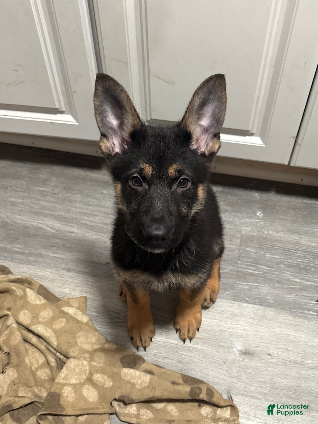 German Shepherd dogs for sale: Coal - Ad 2