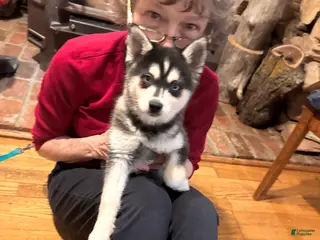 Alaskan Klee Kai dogs Alaskan Klee Kai Puppy 1 - Ad 1