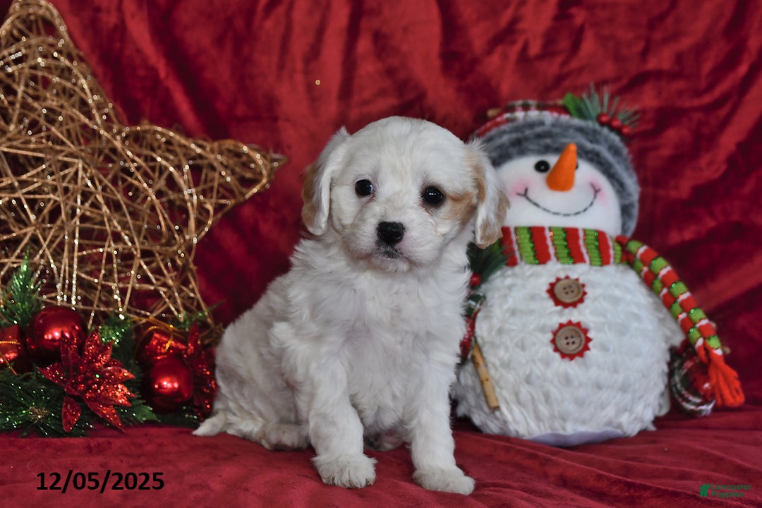 Cavachon dogs for sale: Lily Grace - Ad 2