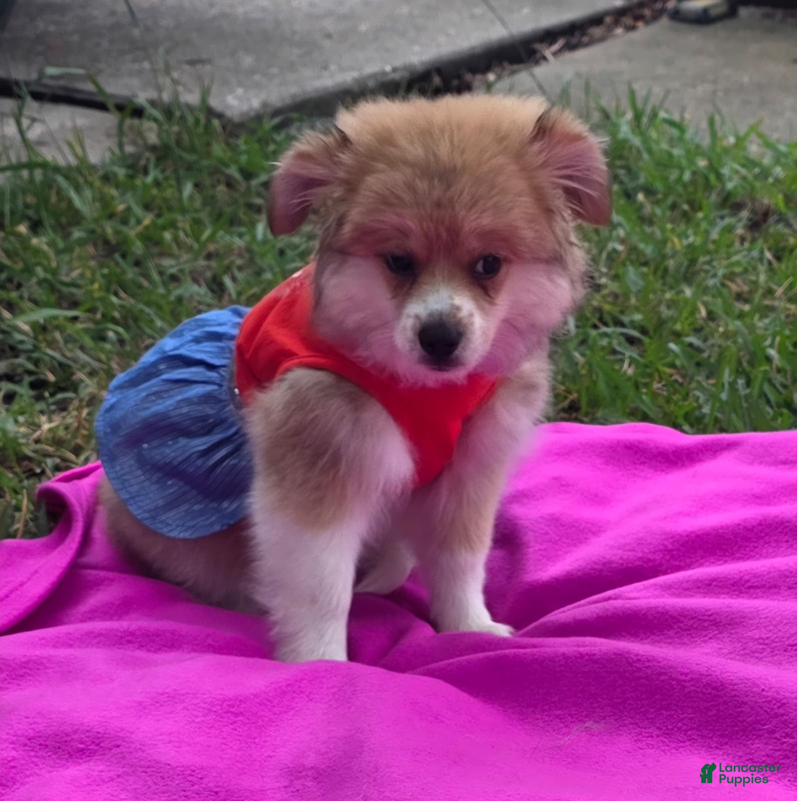Mixed Breed dogs Mixed Breed 1 - Ad 29