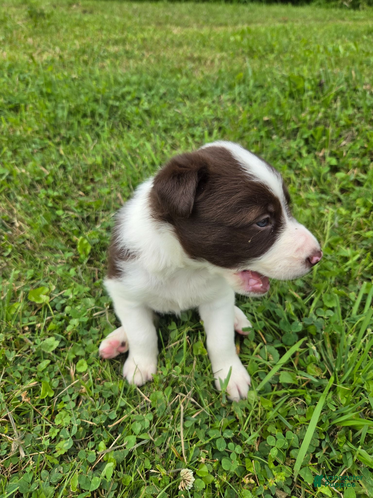 Border Collie dogs Border Collie 2 - Ad 2