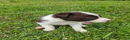 Border Collie dogs for sale: Border Collie 2 - Ad 2
