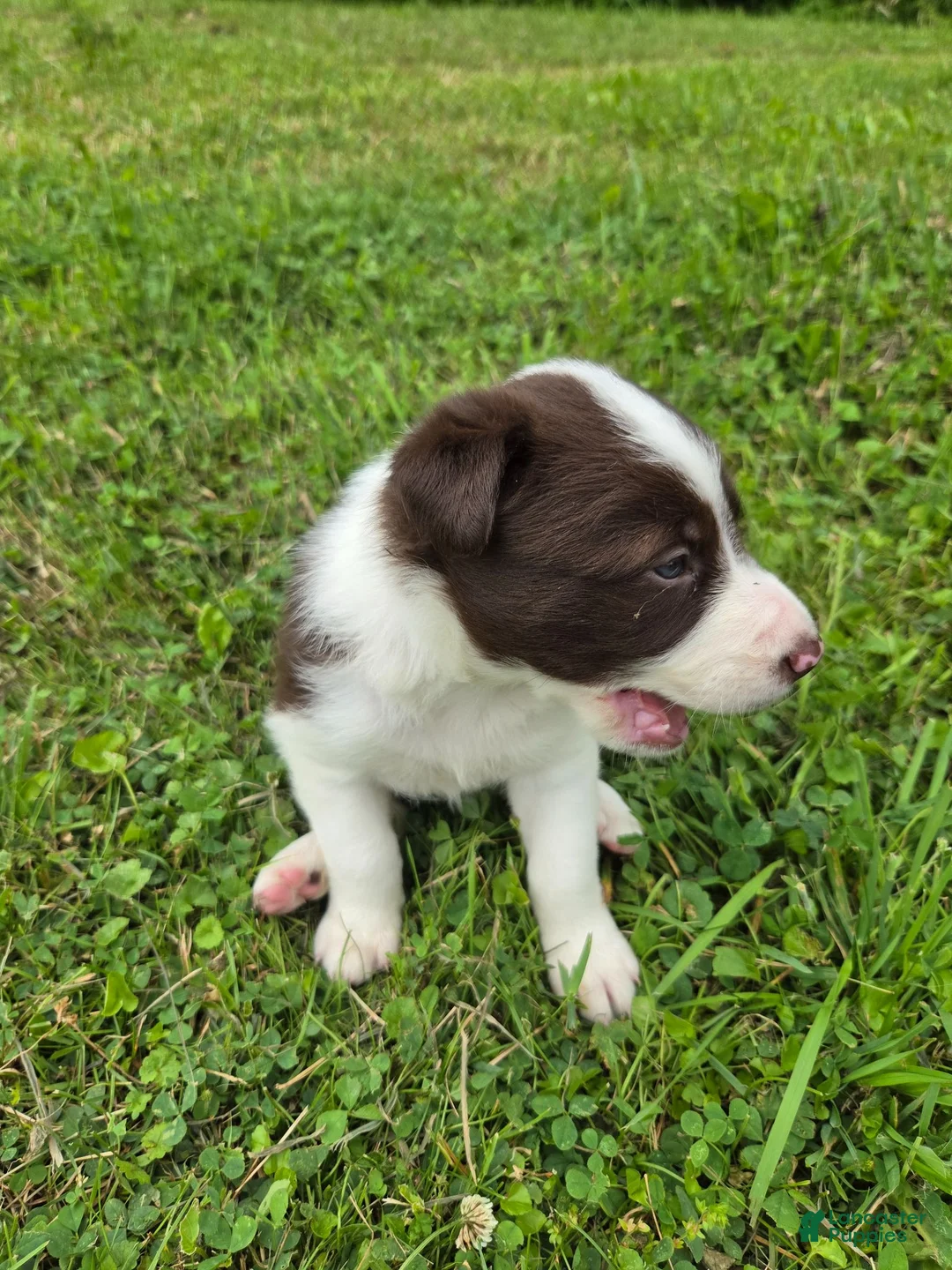 Border Collie dogs for sale: Border Collie 2 - Ad 2