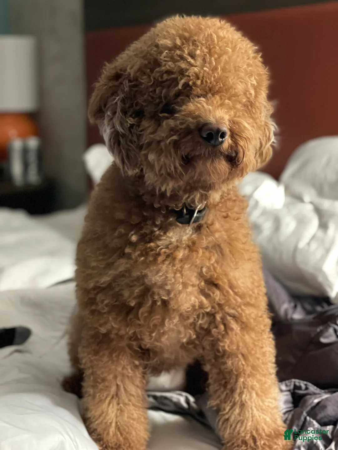 Mini Goldendoodle dogs for sale: Red Male Mini Goldendoodle - Ad 2