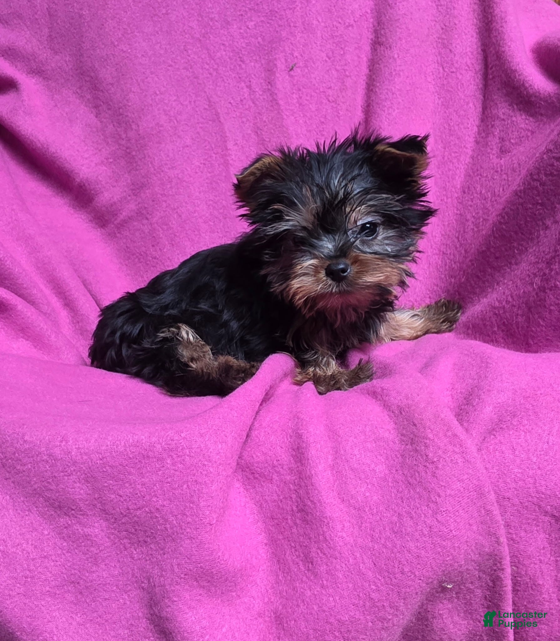 Yorkshire Terrier dogs Sweet Heart - Ad 30