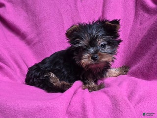 Yorkshire Terrier dogs Sweet Heart - Ad 30
