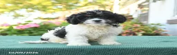 Cavapoo dogs for sale: Fancy - Ad 5