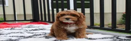 Cockapoo dogs for sale: Freddy  - Ad 5