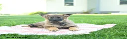 German Shepherd dogs for sale: Clover - Ad 2