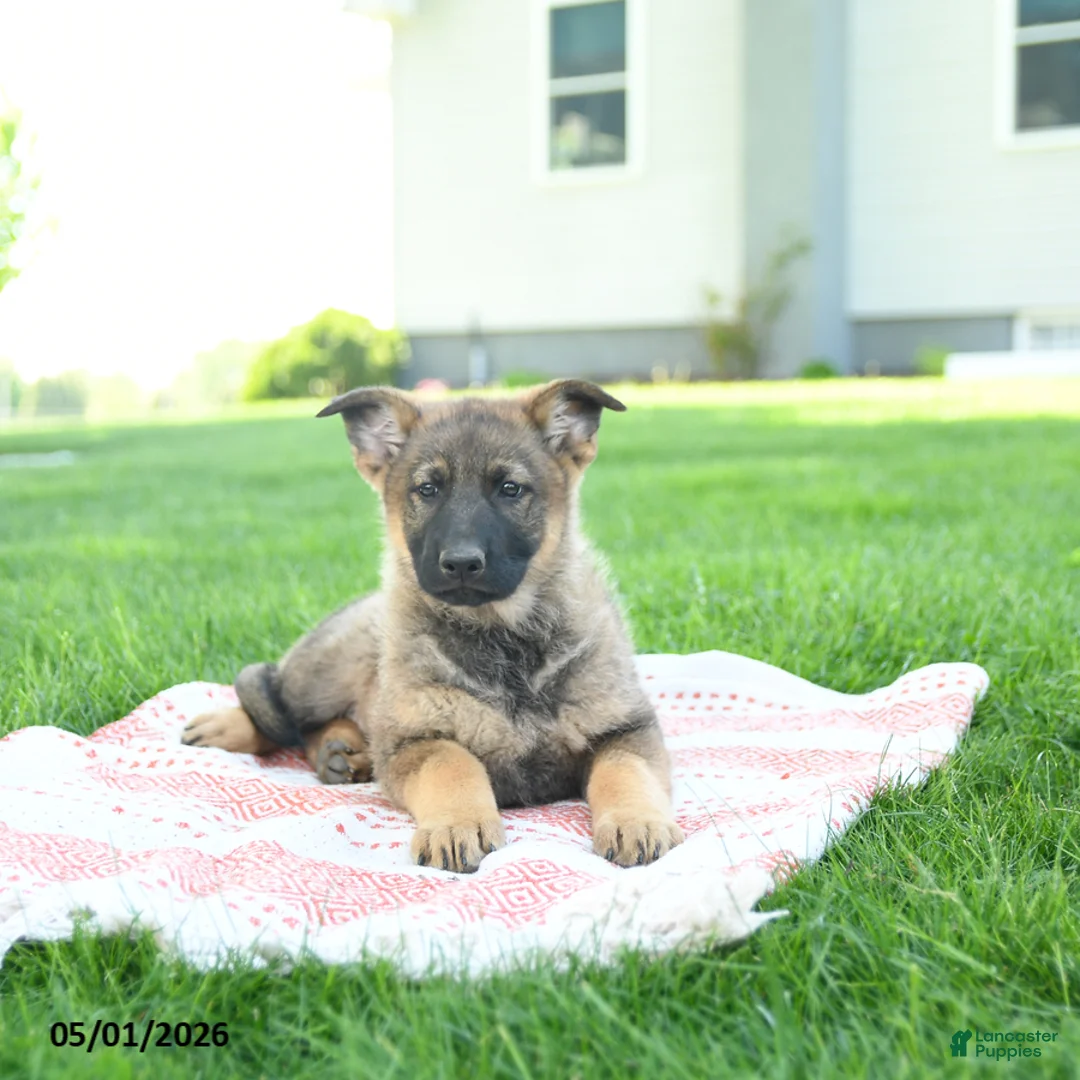 German Shepherd dogs for sale: Clover - Ad 2