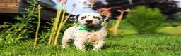 Dalmatian dogs for sale: Tami - Ad 11