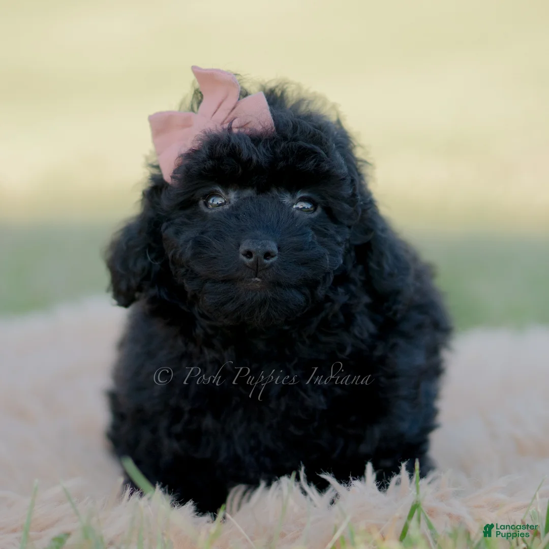 Mini Goldendoodle dogs for sale: Minnie  - Ad 2