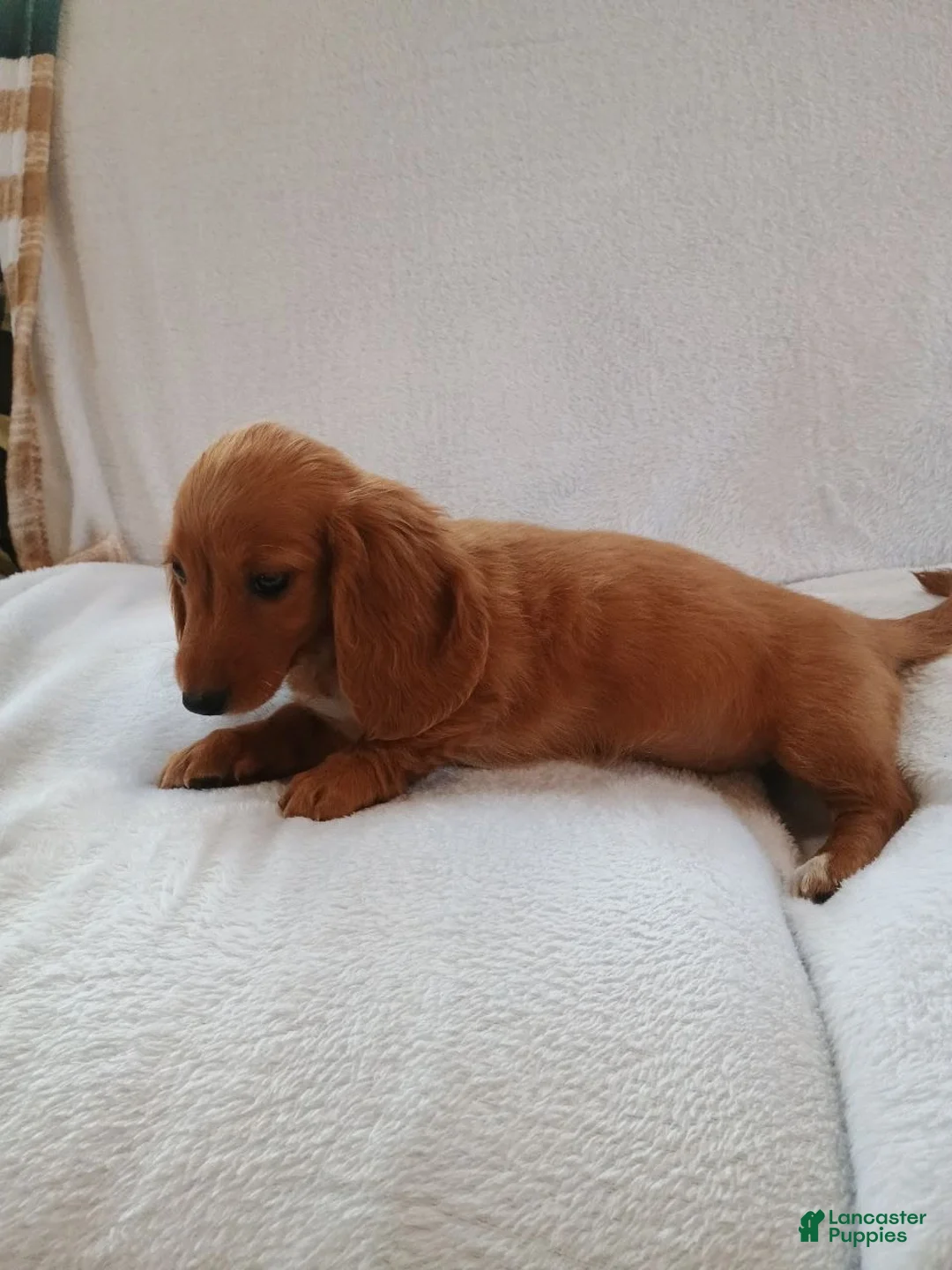 Miniature Dachshund dogs for sale: Sally  - Ad 8