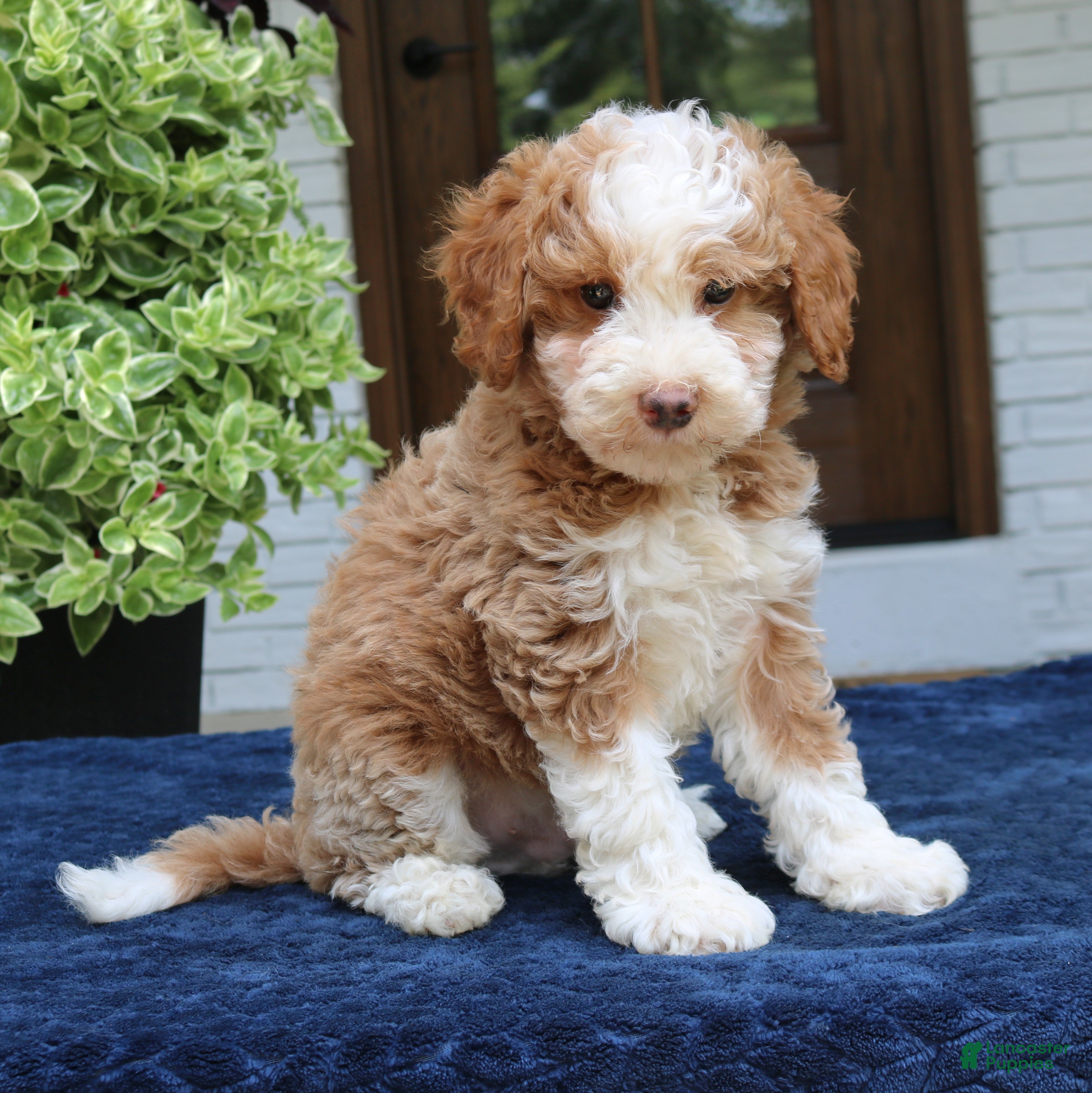 Bernedoodle dogs Zion  - Ad 1