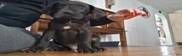 Great Dane dogs for sale: Great Dane Puppy 1 - Ad 3