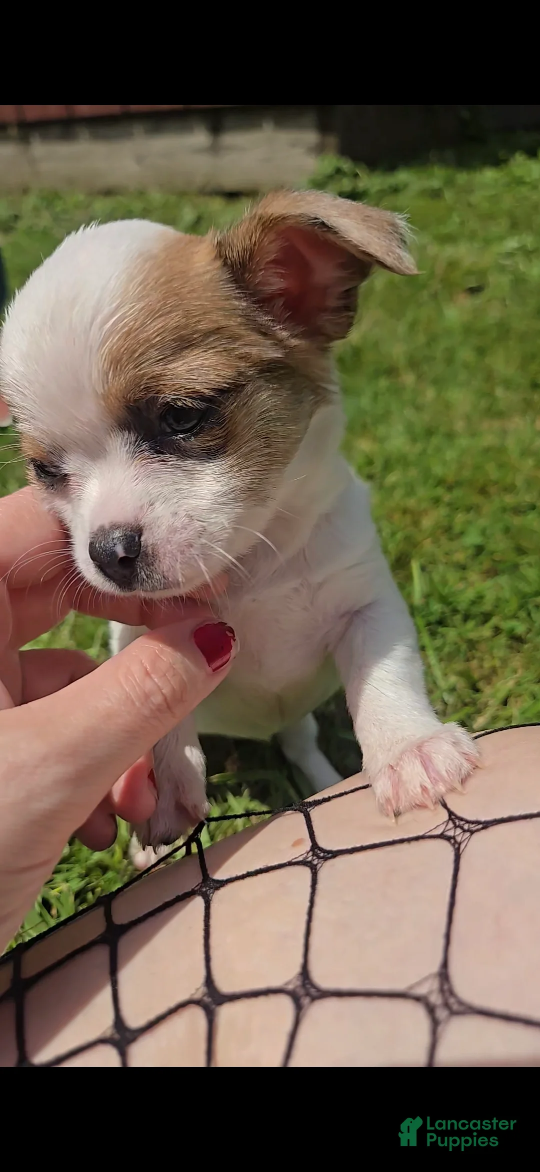 Chihuahua dogs for sale: White - Ad 1