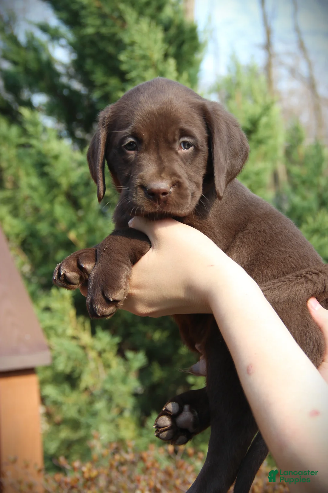 Labrador Retriever dogs for sale: Dollie - Ad 1
