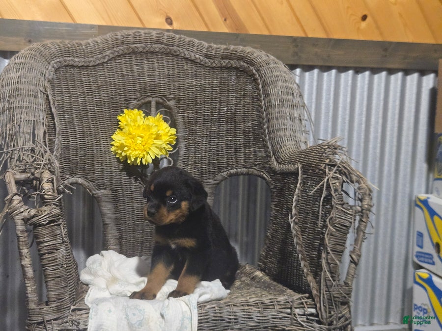 Rottweiler dogs Texas - Ad 2