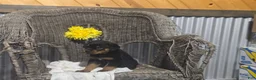 Rottweiler dogs for sale: Texas - Ad 2