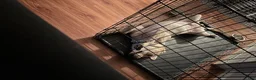 Labrador Retriever dogs for sale: Labrador Retriever Puppy 1 - Ad 3