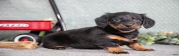 Miniature Dachshund dogs for sale: Belinda - Ad 2