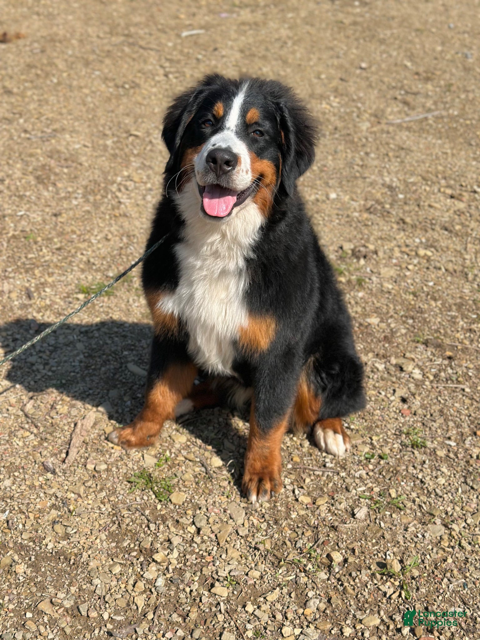 Bernese Mountain Dog dogs Fernn - Ad 1