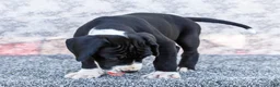Great Dane dogs for sale: Ellie - Ad 6