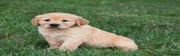 Golden Retriever dogs for sale: Opal - Ad 4
