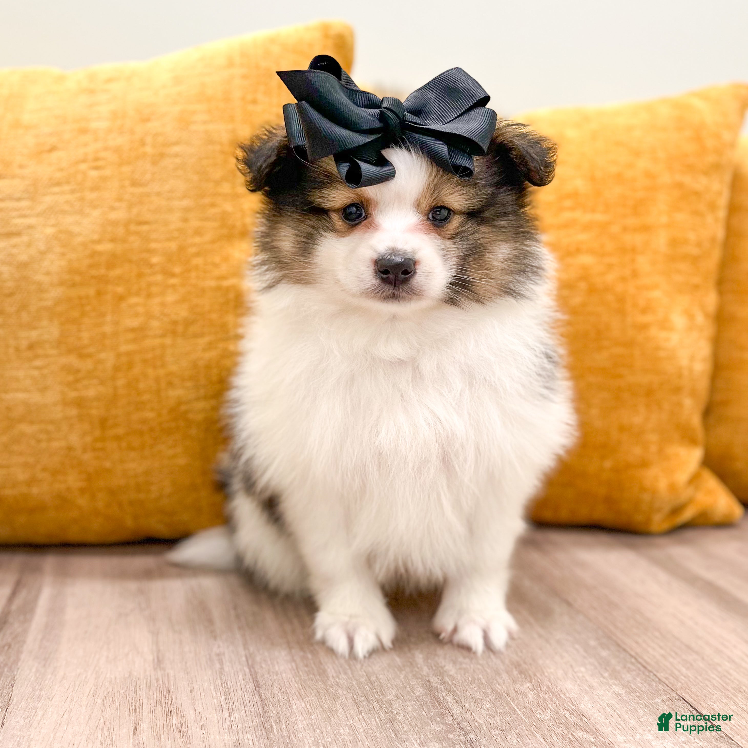 Pomeranian dogs Oreo - Ad 1