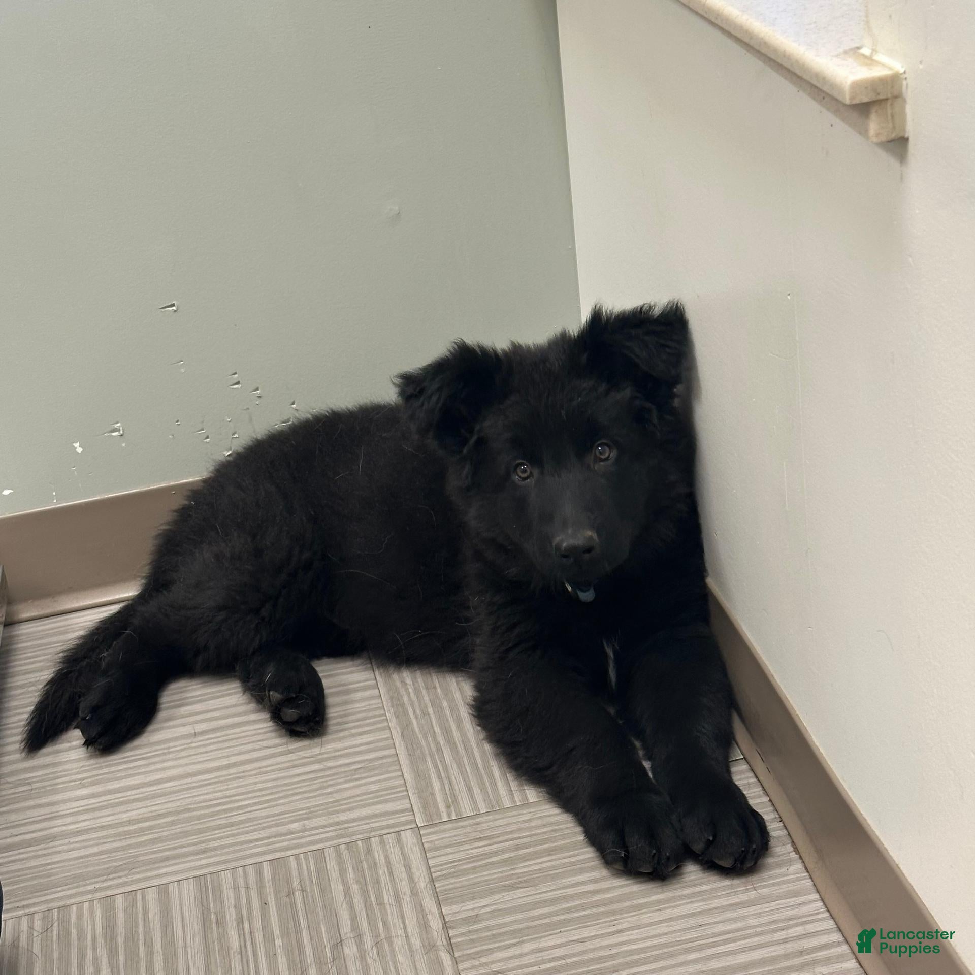 German Shepherd dogs for sale: German Shepherd 1 - Ad 2