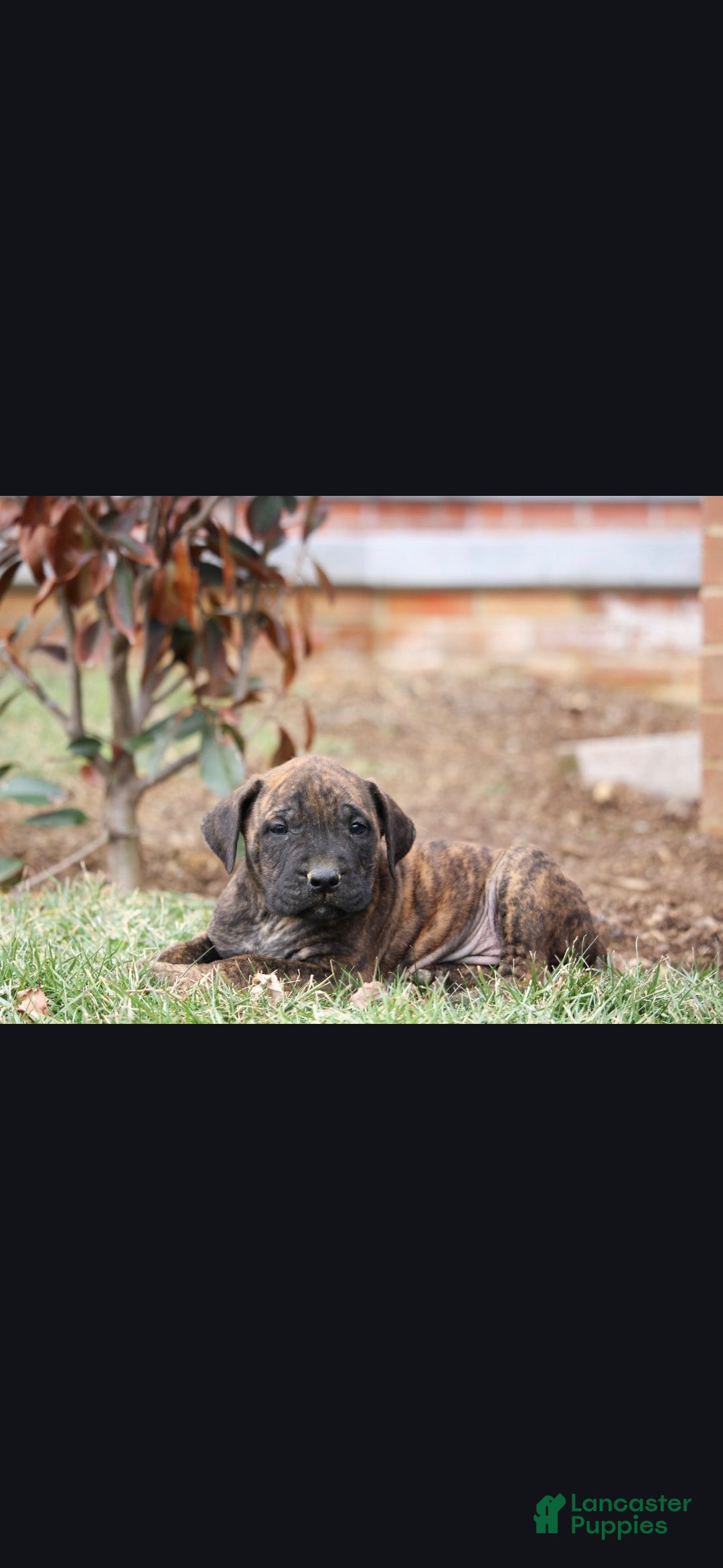 English Mastiff dogs Kodiak - Ad 1